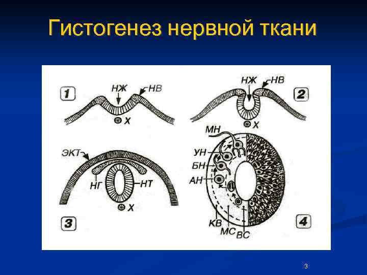 Гистогенез