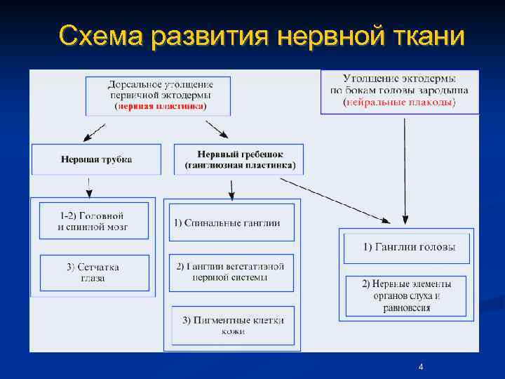 Схема развития нервной ткани 4 