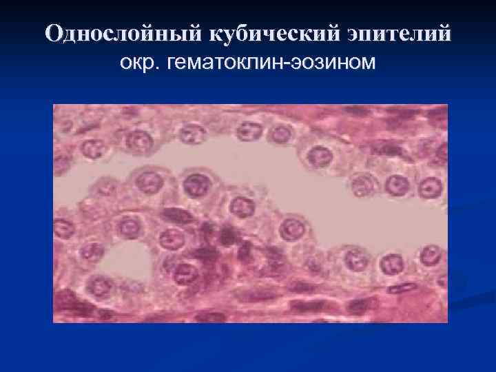 Однослойный кубический эпителий окр. гематоклин-эозином 