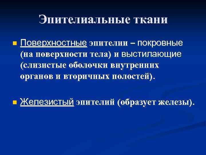 Эпителиальные ткани n Поверхностные эпителии – покровные (на поверхности тела) и выстилающие (слизистые оболочки