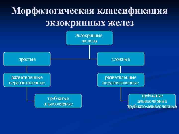 Морфологическая классификация экзокринных желез Экзокринные железы простые сложные разветвленные неразветвленные трубчатые альвеолярные трубчато-альвеолярные 