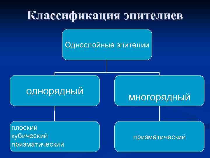 Классификация эпителиев Однослойные эпителии однорядный плоский кубический призматический многорядный призматический 