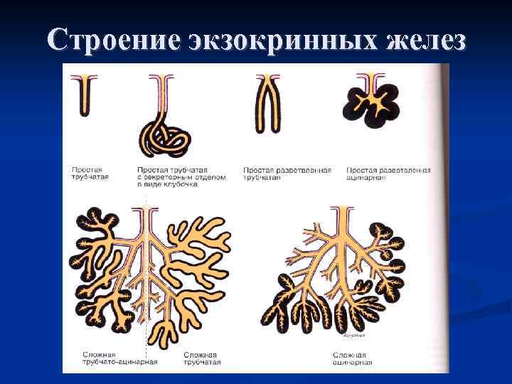 Рисунок железистой ткани