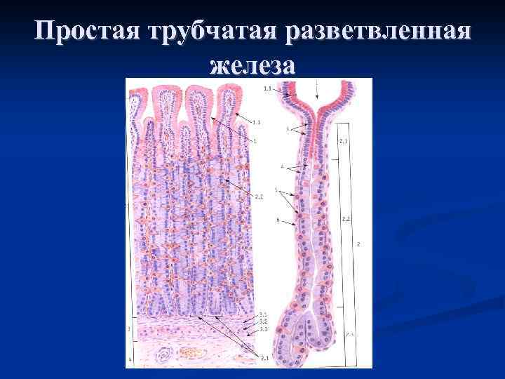 Простая трубчатая разветвленная железа 