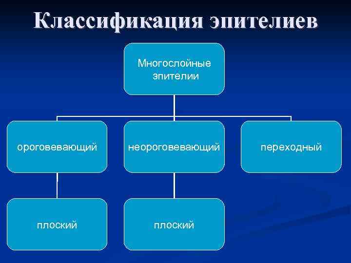 Классификация эпителиев Многослойные эпителии ороговевающий неороговевающий плоский переходный 