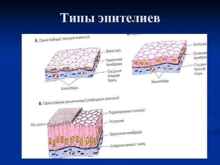 Типы эпителиев 