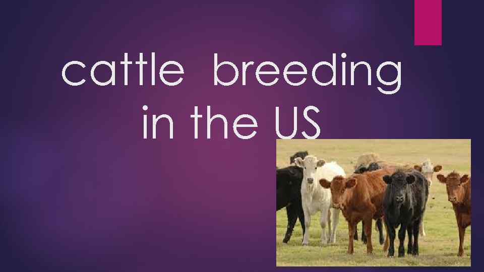 cattle breeding in the US 