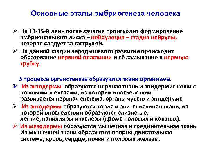 Основные этапы эмбриогенеза человека Ø На 13 -15 -й день после зачатия происходит формирование