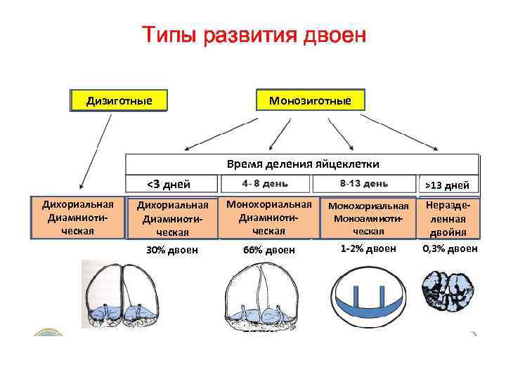 Типы развития двоен Дизиготные Монозиготные Время деления яйцеклетки ˂3 дней Дихориальная Диамниотическая >13 дней