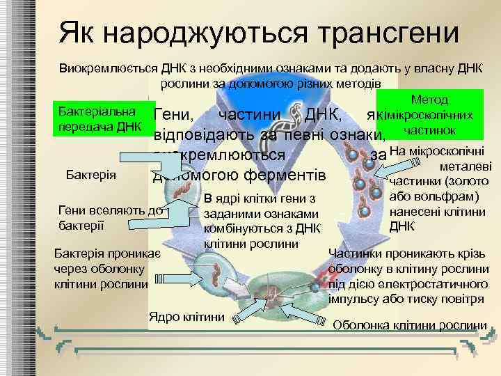 Як народжуються трансгени Виокремлюється ДНК з необхідними ознаками та додають у власну ДНК рослини