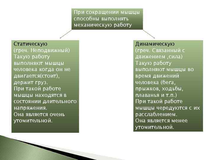 При сокращении мышцы способны выполнять механическую работу Статическую (греч. Неподвижный) Такую работу выполняют мышцы