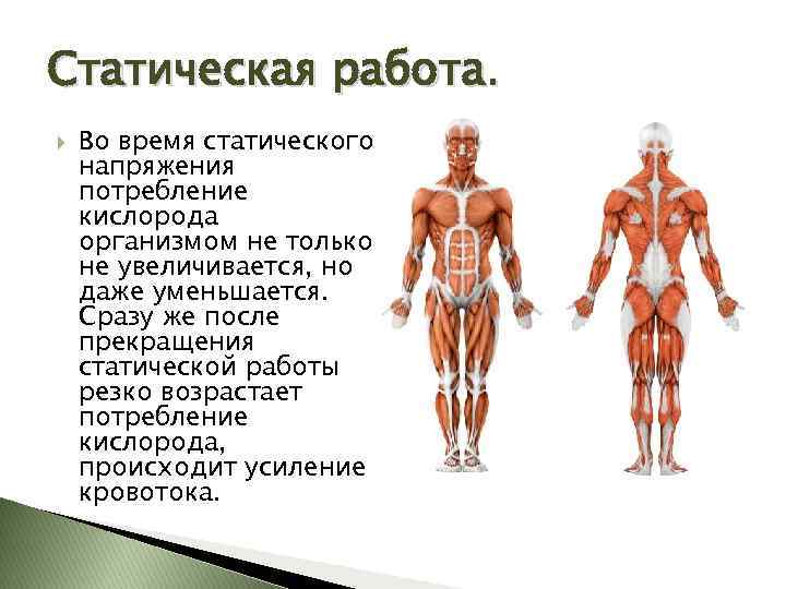 Исследовательский проект по биологии 8 класс