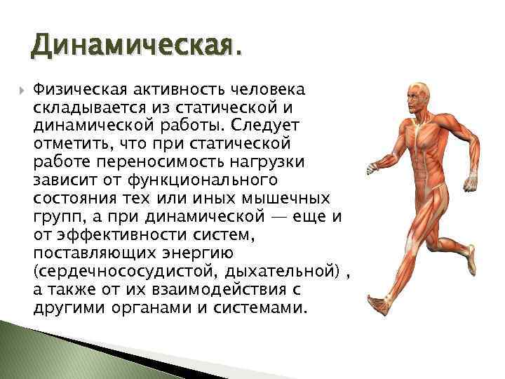 Динамическая активность это. Статическая работа мышц. Динамическая и статическая работа мышц. Статистическая работа мышц. Статическая работа мышц примеры.