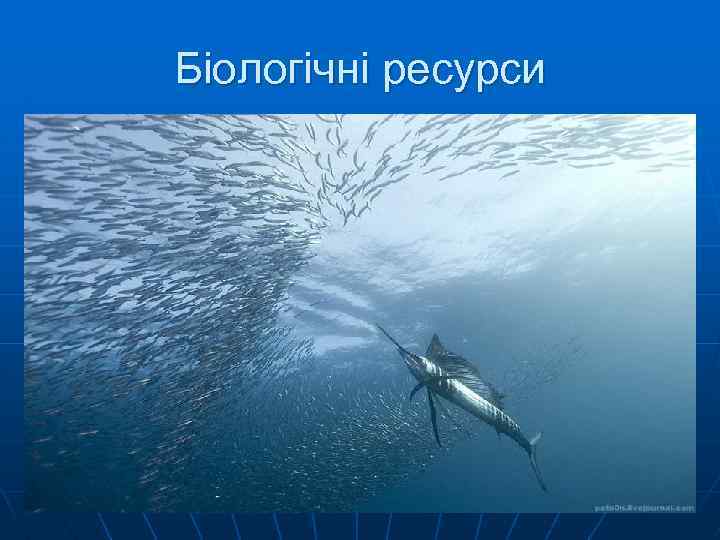 Біологічні ресурси 