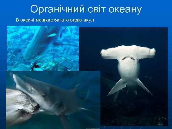 Органічний світ океану В океані мешкає багато видів акул 