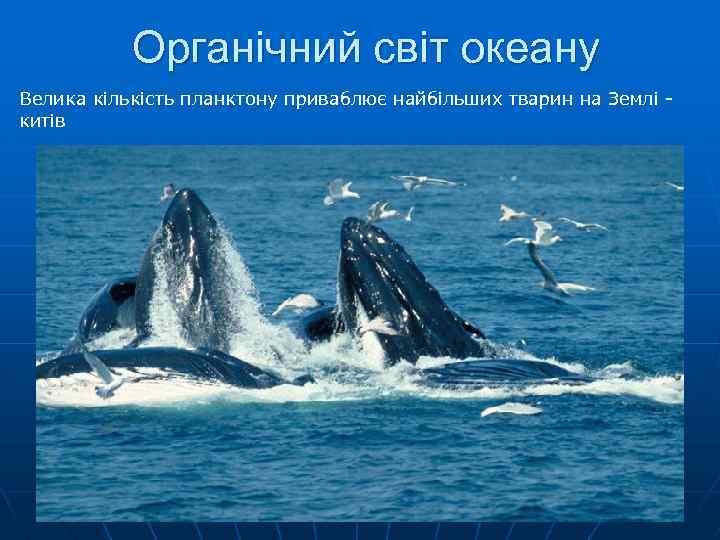 Органічний світ океану Велика кількість планктону приваблює найбільших тварин на Землі китів 