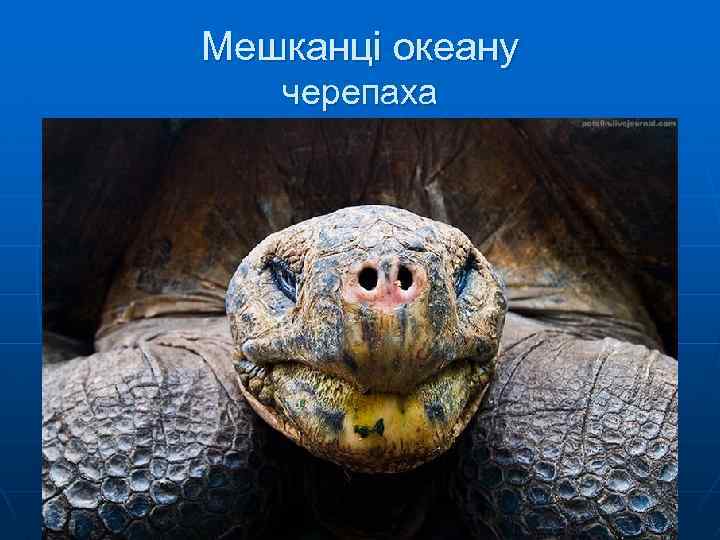 Мешканці океану черепаха 