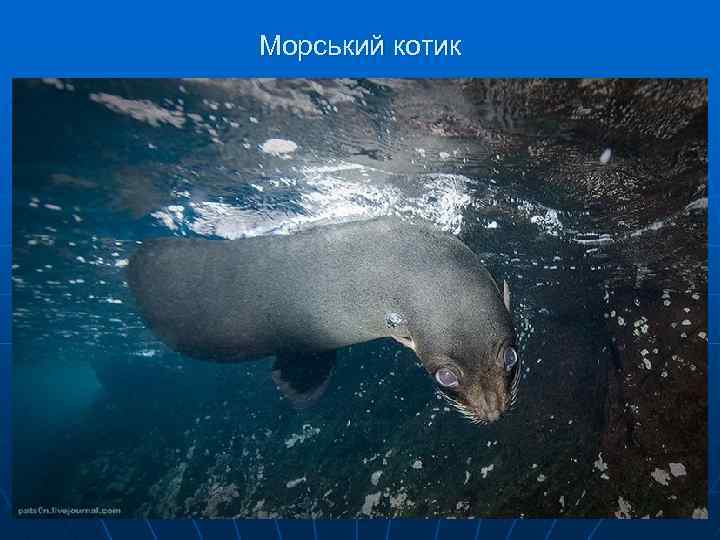 Морський котик 