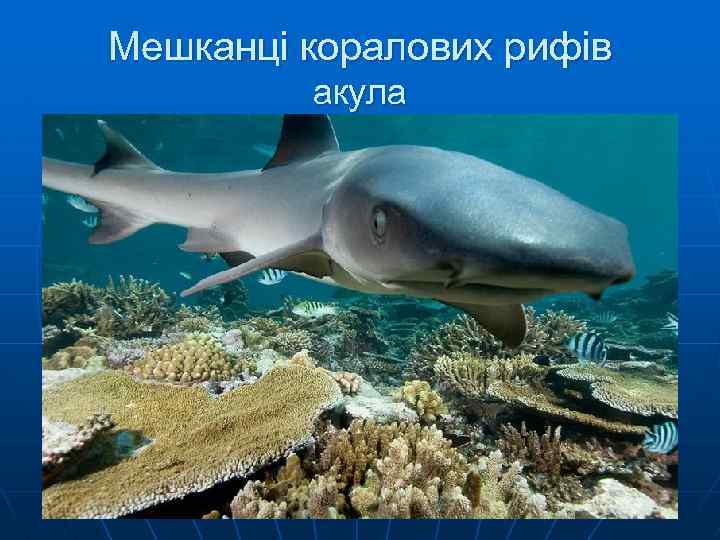 Мешканці коралових рифів акула 