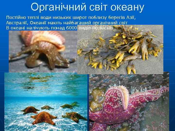 Органічний світ океану Постійно теплі води низьких широт поблизу берегів Азії, Австралії, Океанії мають