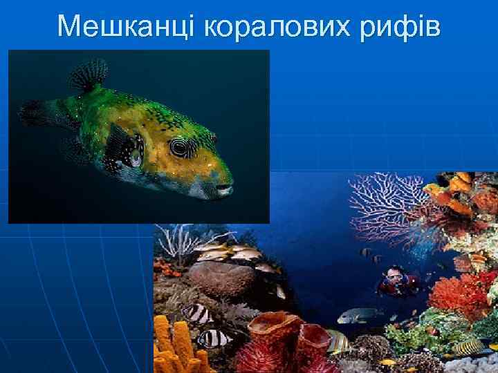 Мешканці коралових рифів 