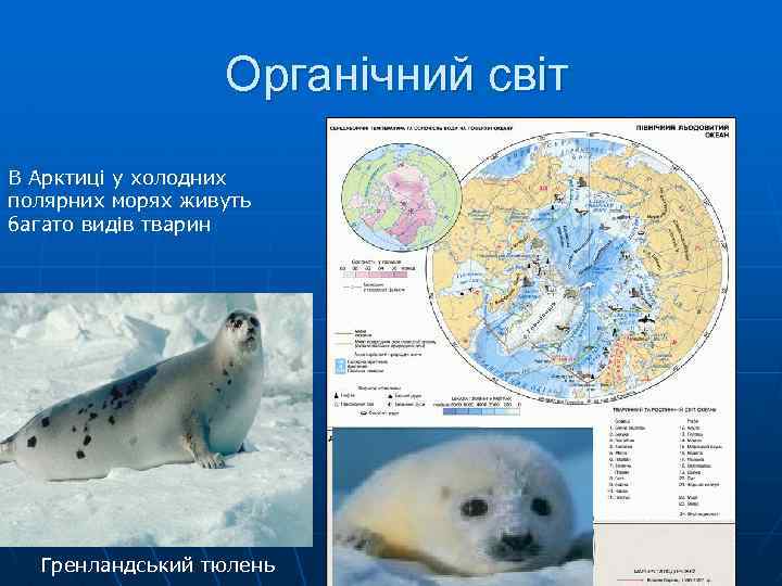 Органічний світ В Арктиці у холодних полярних морях живуть багато видів тварин Гренландський тюлень