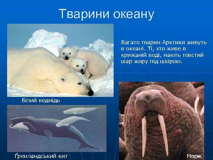 Тварини океану Багато тварин Арктики живуть в океані. Ті, хто живе в крижаній воді,