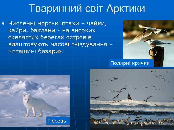 Тваринний світ Арктики • Численні морські птахи – чайки, кайри, баклани - на високих