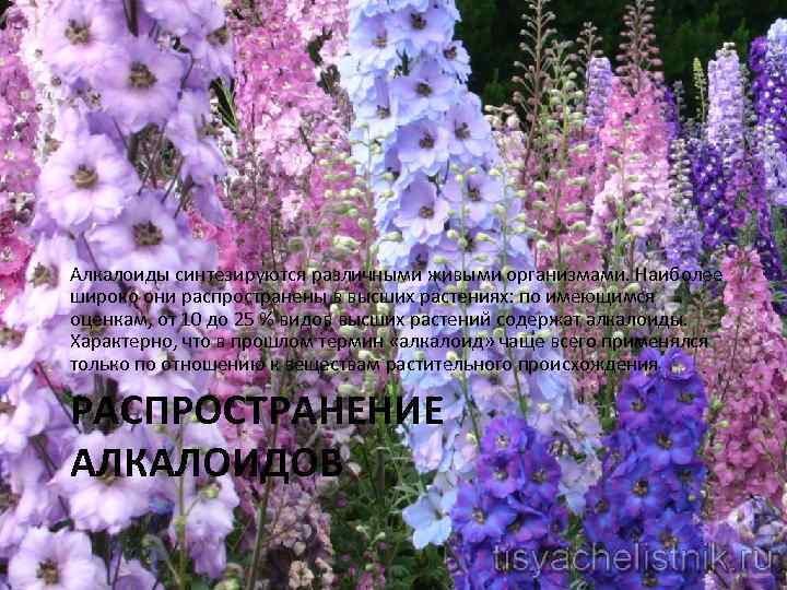 Алкалоиды синтезируются различными живыми организмами. Наиболее широко они распространены в высших растениях: по имеющимся