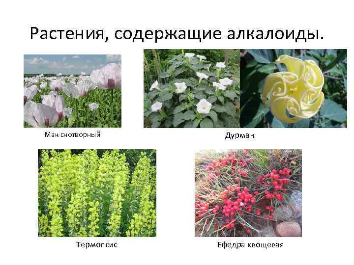 Растения, содержащие алкалоиды. Мак снотворный Термопсис Дурман Ефедра хвощевая 
