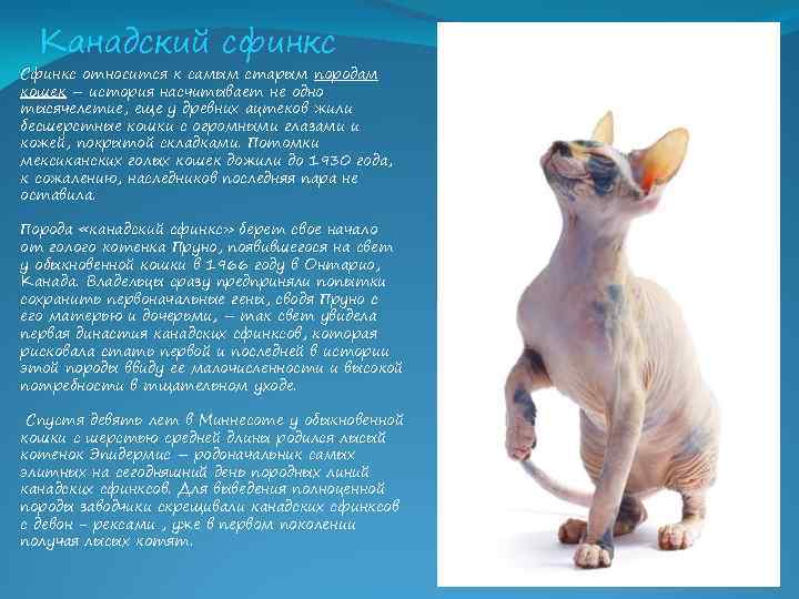Канадский сфинкс Сфинкс относится к самым старым породам кошек – история насчитывает не одно