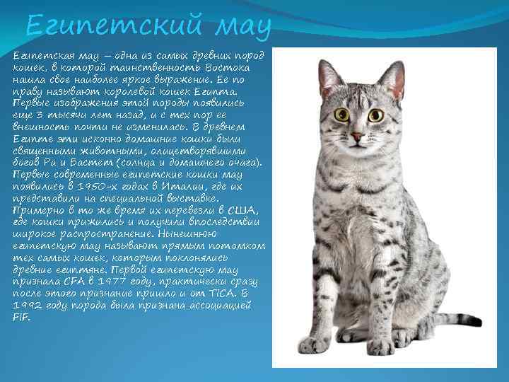 Египетский мау Египетская мау – одна из самых древних пород кошек, в которой таинственность