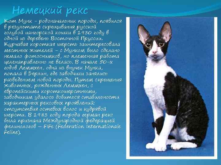 Немецкий рекс Кот Мунк - родоначальник породы, появился в результате скрещивания русской голубой иангорской