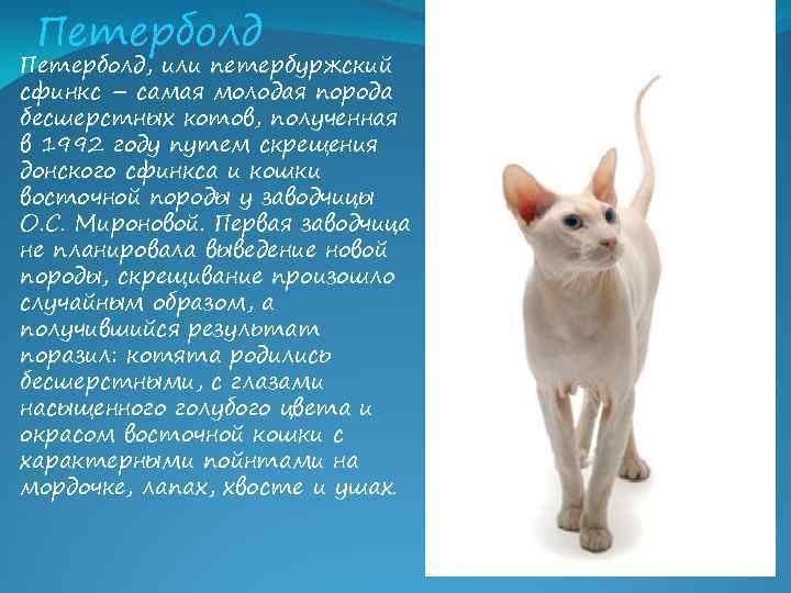 Петерболд, или петербуржский сфинкс – самая молодая порода бесшерстных котов, полученная в 1992 году
