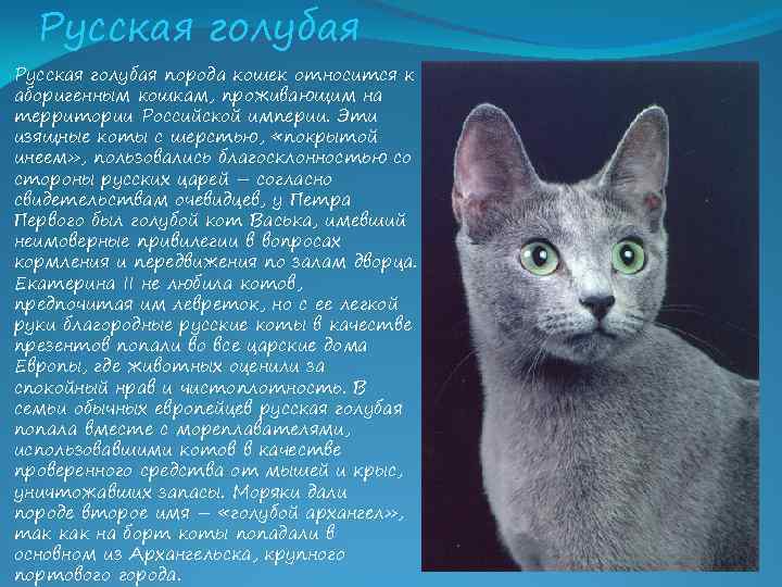 Русская голубая порода кошек относится к аборигенным кошкам, проживающим на территории Российской империи. Эти