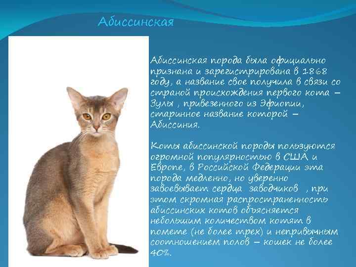 Абиссинская порода была официально признана и зарегистрирована в 1868 году, а название свое получила