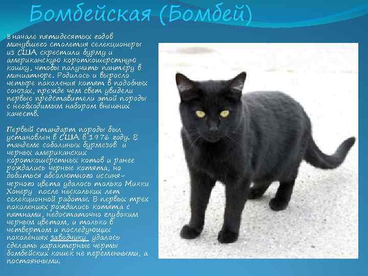 Черная кошка содержание. Бомбей порода кошек описание. Бомбейская кошка характеристика породы. Кошка породы Бомбей характеристики. Бомбейская черная кошка описание породы.