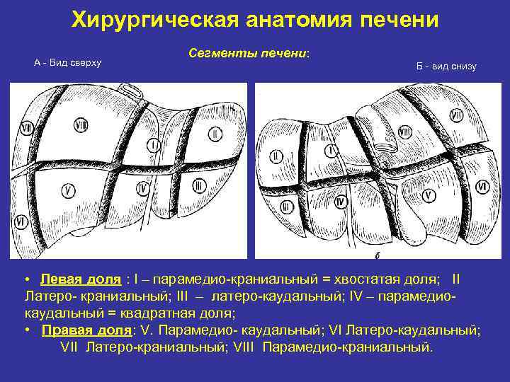 Хирургическая анатомия печени А Вид сверху Сегменты печени: Б вид снизу • Левая доля