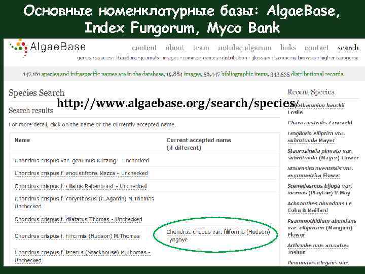 Основные номенклатурные базы: Algae. Base, Index Fungorum, Myco Bank http: //www. algaebase. org/search/species/ 