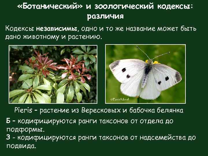  «Ботанический» и зоологический кодексы: различия Кодексы независимы, одно и то же название может