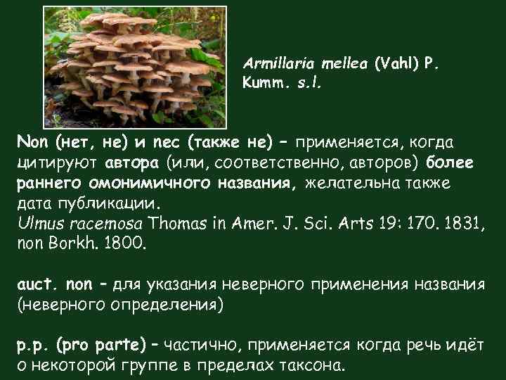 Armillaria mellea (Vahl) P. Kumm. s. l. Non (нет, не) и nec (также не)