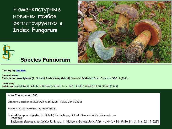 Номенклатурные новинки грибов регистрируются в Index Fungorum 