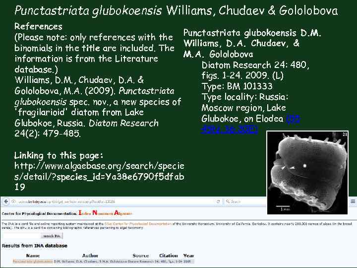 Punctastriata glubokoensis Williams, Chudaev & Gololobova References Punctastriata glubokoensis D. M. (Please note: only