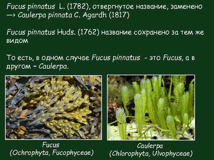 Fucus pinnatus L. (1782), отвергнутое название, заменено ―› Caulerpa pinnata C. Agardh (1817) Fucus