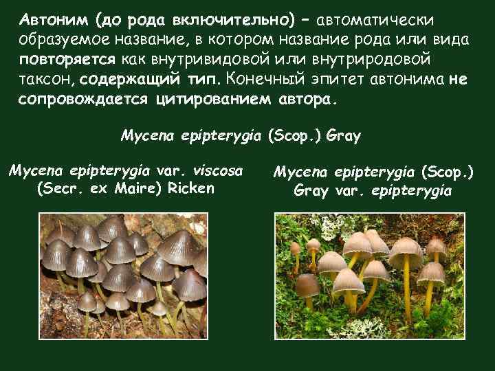 Автоним (до рода включительно) – автоматически образуемое название, в котором название рода или вида