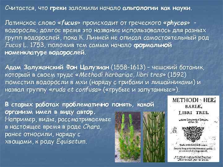 Считается, что греки заложили начало альгологии как науки. Латинское слово «fucus» происходит от греческого