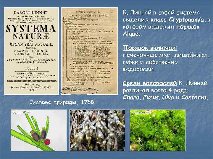 К. Линней в своей системе выделил класс Cryptogamia, в котором выделил порядок Algae. Порядок