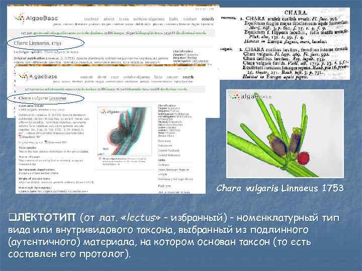 Chara vulgaris Linnaeus 1753 q. ЛЕКТОТИП (от лат. «lectus» - избранный) - номенклатурный тип