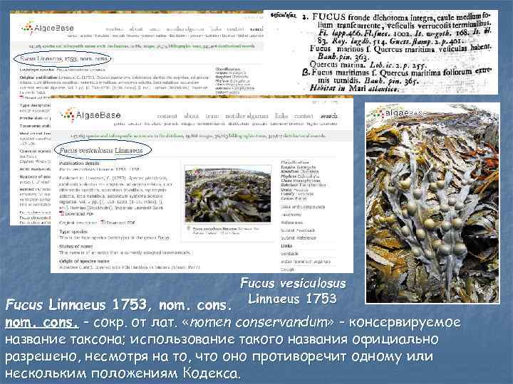 Fucus vesiculosus Fucus Linnaeus 1753, nom. cons. Linnaeus 1753 nom. cons. - сокр. от