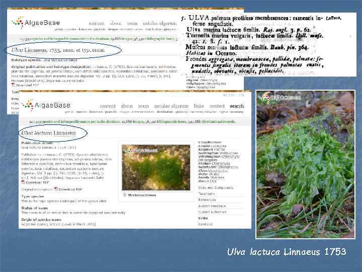 Ulva lactuca Linnaeus 1753 